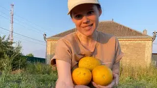Первая дыня с нашего огорода. Наш первый опыт.