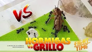 Ants VERSUS Cricket | Top insect fights! Messor barbarus