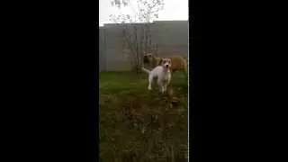 Барнай и Майла