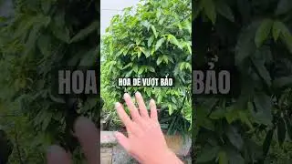 Cây hoa dẻ vượt bão như thế nào !