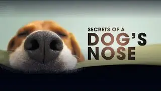 Can Dog's Nose Detect COVID-19 ?
