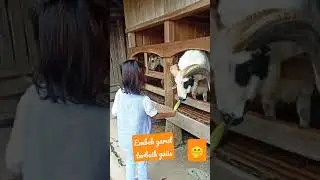 domba garut