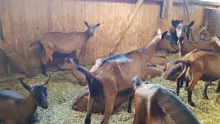 Why does a goat need a launch?