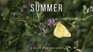 SUMMER:  A Time for Wandering 🌻🦋