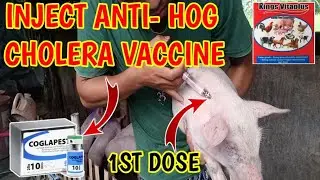 1ST DOSE HOG CHOLERA VACCINE: MGA DAPAT NINYONG MALAMAN@mangungumatv8418