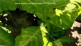 Awa, CV 13, Ellow Pryor, Samsun 155, Samsun 115, Алма Ата 315, Американ 63