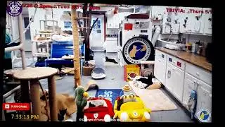 FFRC cats - huge crash as large cat Everley jumps down from the high catwalk