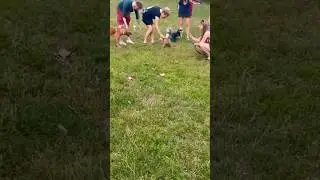 Собачий рай Кракена)