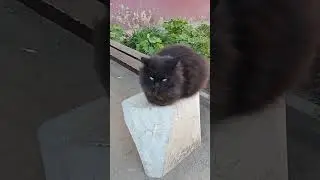 Пушной зверь