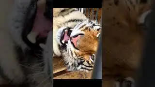 Tiger 248