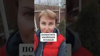 ХВОЙНЫЕ ОСЕНЬЮ. Что делать? 