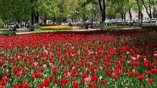 Белгород. Май. Тюльпаны.💖( часть 2)