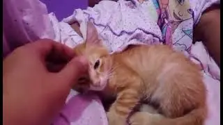 Cute cat / orange kitten
