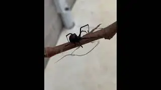 Redback Spider Infestation? We Can Help! | Call 0407-065-413