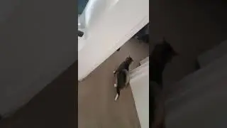 Jerry's cat