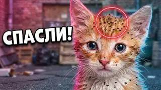 Saving a kitten from fleas. Kitten looking for home / SANI vlog