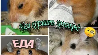 🧐 Чем кормить хомяка?!🐹♥️ Чем кормлю их я, 🍏🥴// ВСЁ о хомяках!!