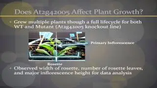 Expression Analysis of the Arabidopsis thaliana At2g42005 Gene
