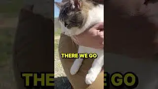 Farmhouse Cat gets Gentile Chiropractic Adjustment from the Animal Cracker!