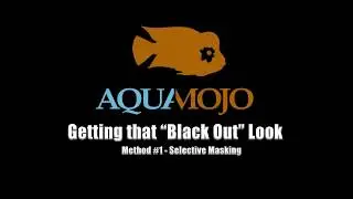 Today in the Fishroom ~ The Black Out Look
