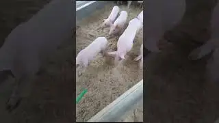 Перевозим мини пигов