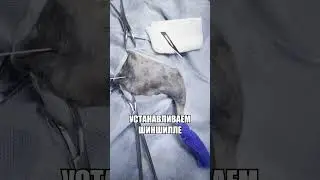 Перелом бедра у шиншиллы 