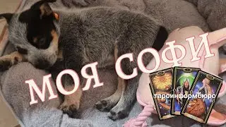 ЗНАКОМСТВО С МОЕЙ СОБАКОЙ СОФИ и РАСКЛАД :  КТО ТАКИЕ СОБАКИ ?