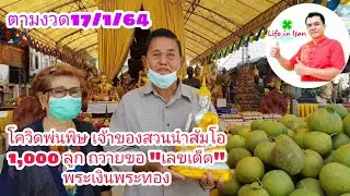 โควิดพ่นพิษ เจ้าของสวนนำส้มโอ 1,000 ลูกถวายขอ 