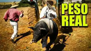 Pesar cochinos con báscula romana