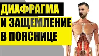 Пивной живот, кривой таз, опущенный кишечник. О диафрагме и ее влиянии на организм