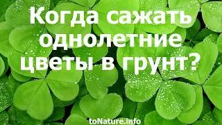 Когда сажать однолетние цветы в грунт?