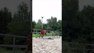 TRY THIS WITH YOUR HORSE🎉 #tips #shortsvideo #horse