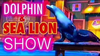 ATLANTA. Sea Lion & Dolphin Show.