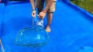 Preparing for goldfish shipment