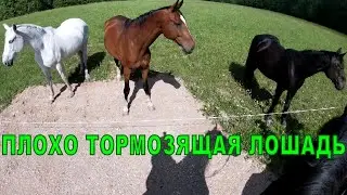 Плохо тормозящая лошадь.