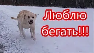 Самая спортивная собака!
