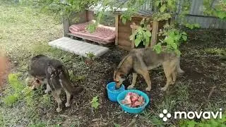 Вольер для бездомных собачек. У нас все получилось!!!)