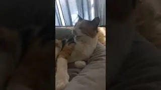 У кошки не закрывается рот, когда ее тыркают 
