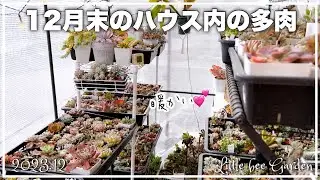 [Succulents] It’s warm inside the vinyl greenhouse ❣️ [Gardening]