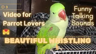 Talking raw parrot mithhu 😂#parrot #alexander  parrot | bolny vala tota #pantomime  #parakeet #ببغاء