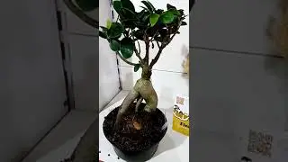 Фикус Женьшень. Помогите!