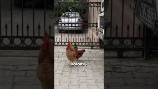 Полный выпуск про Турцию уже на канале 🫶🏻