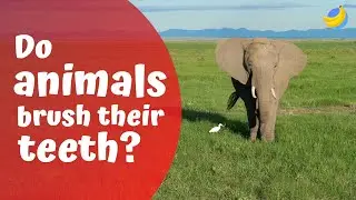Do animals brush their teeth? 🪥| Curious Questions