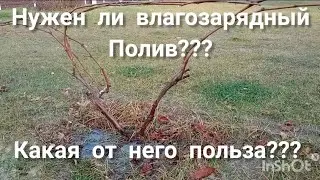 нужен ли влагозарядный полив винограда??? какая его польза на виногднике .Сделай обязательно 👍🍇