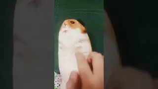 этапы у хомяка Мишу
