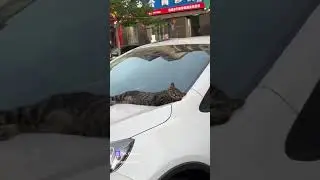 Котики выбирают себе удобные машины.