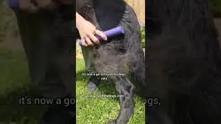 #1 pet brush on the market