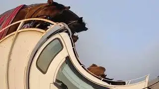 ЧУБАК АЖЫ!!! Улак