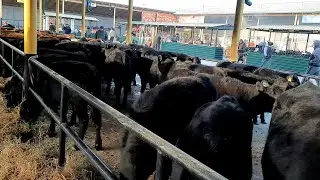 ПЛАТИНА  МОЛ  БОЗОРИ  НАРХЛАРИ