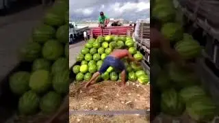 Ловкий грузчик арбузов